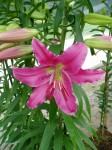 [6268 Lilium 51 No01.JPG]